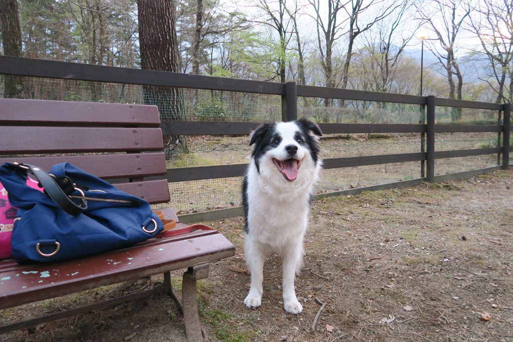 f:id:border-pichi:20190426002700j:plain