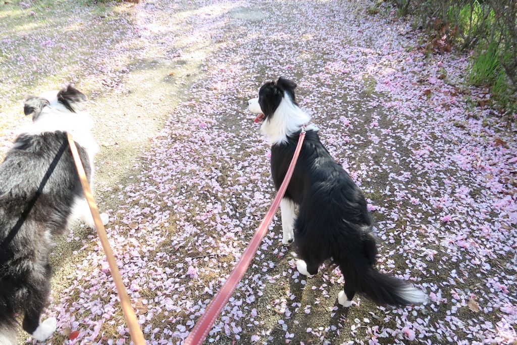 f:id:border-pichi:20190504070359j:plain