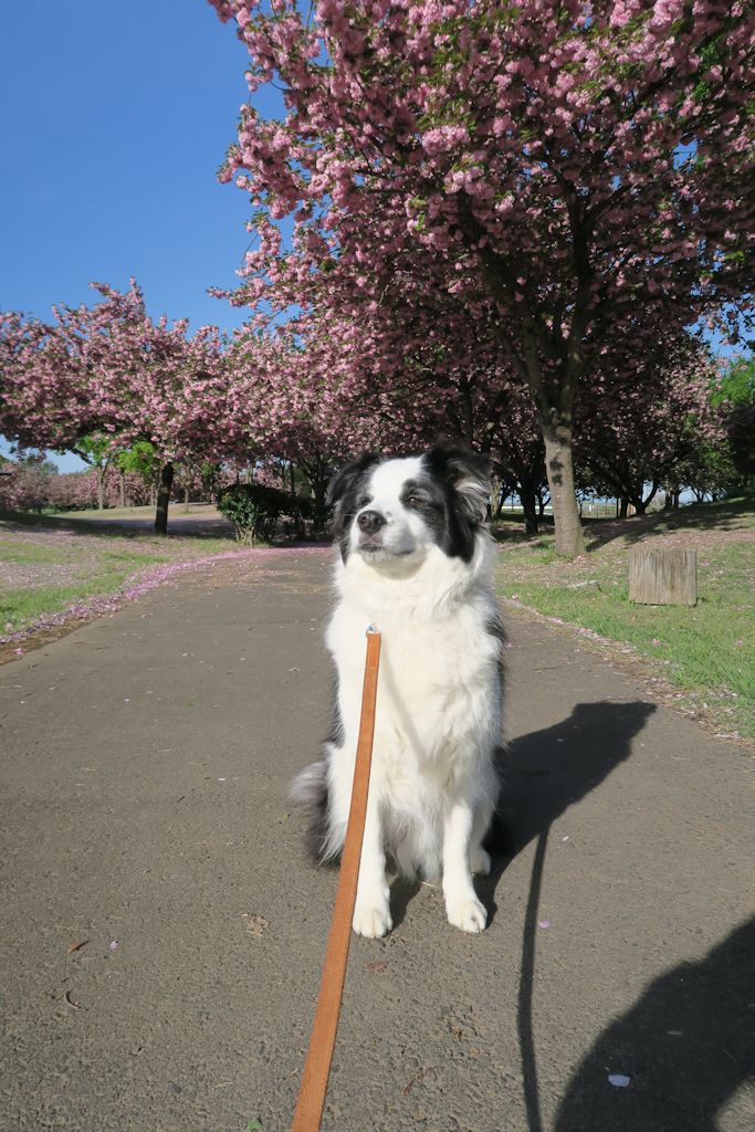 f:id:border-pichi:20190504070607j:plain