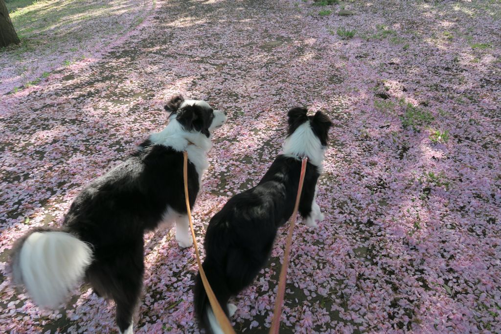 f:id:border-pichi:20190504070816j:plain