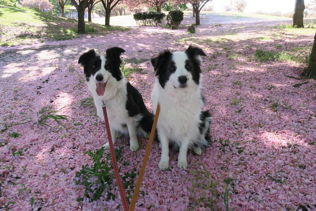 f:id:border-pichi:20190504070937j:plain