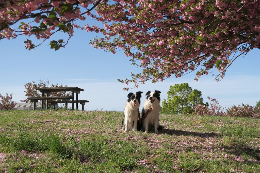 f:id:border-pichi:20190504071214j:plain