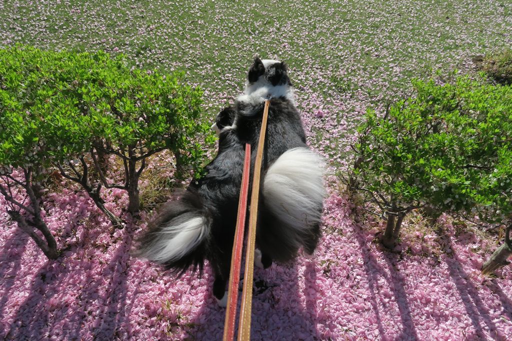 f:id:border-pichi:20190504071427j:plain