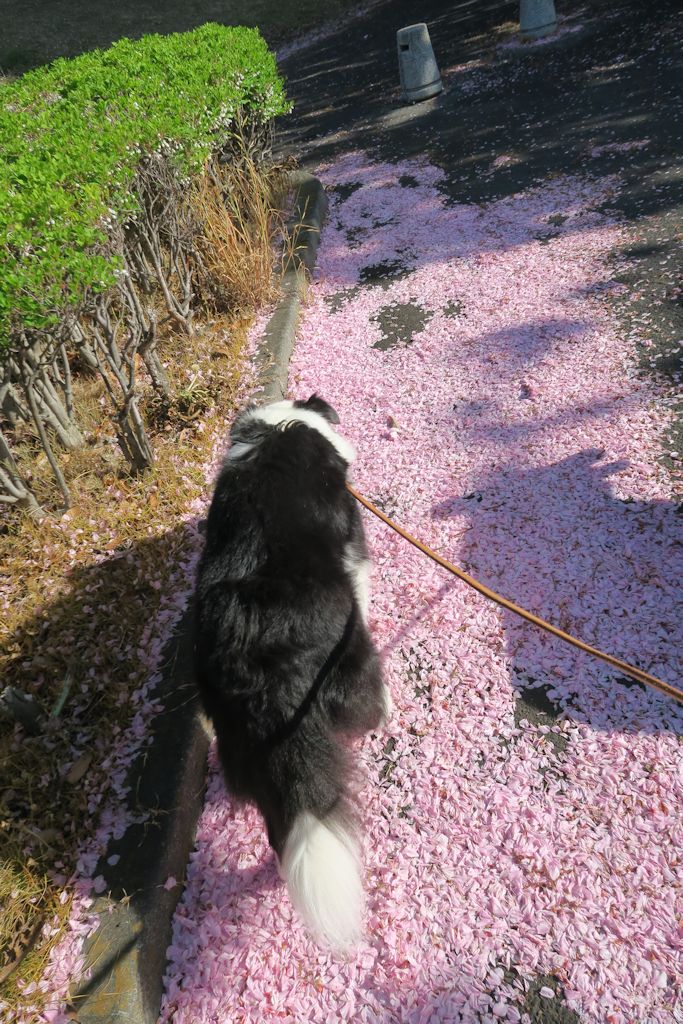 f:id:border-pichi:20190504071524j:plain