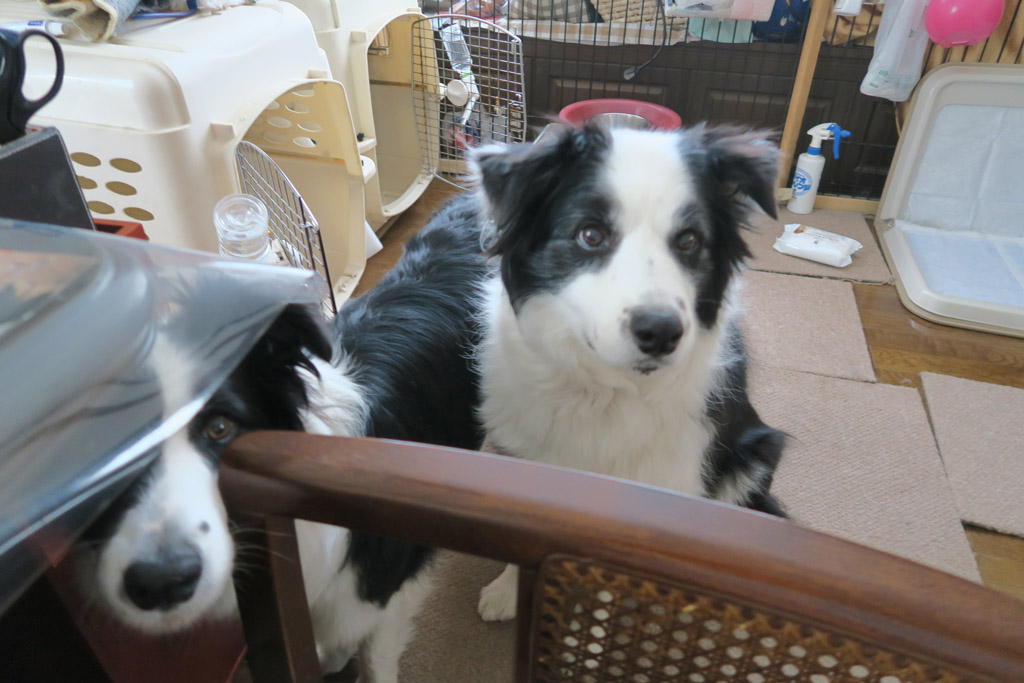 f:id:border-pichi:20190512202349j:plain