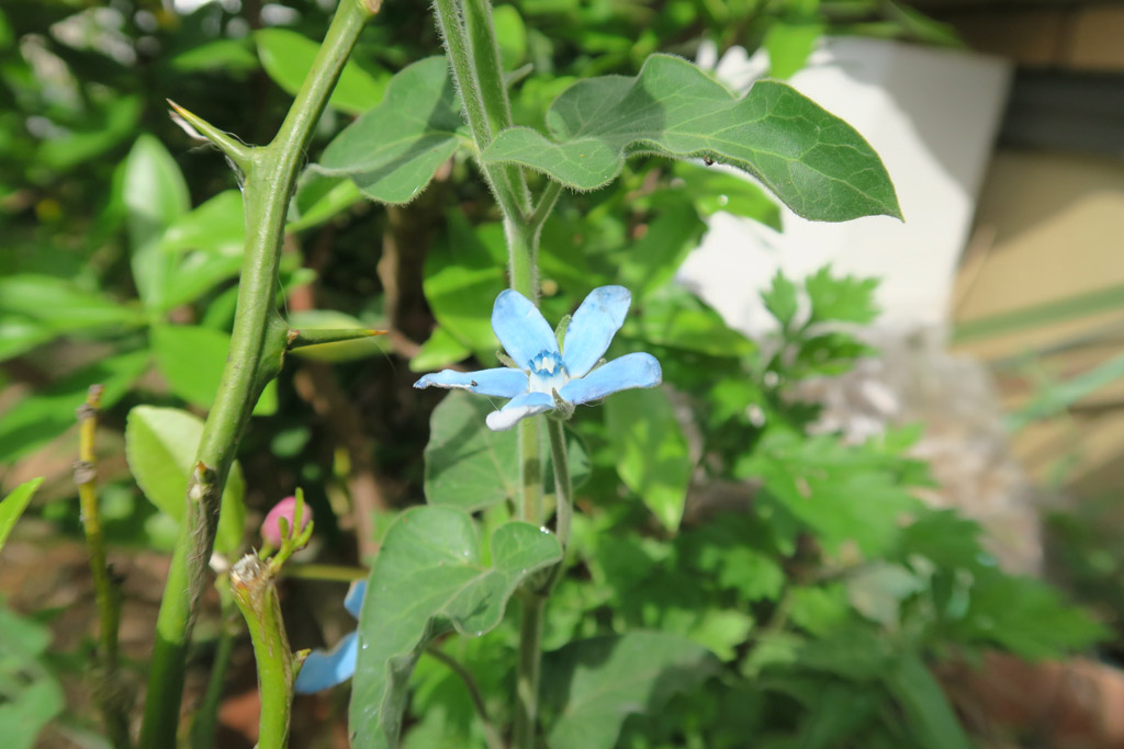 f:id:border-pichi:20190512203441j:plain
