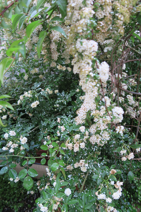 f:id:border-pichi:20190512203524j:plain