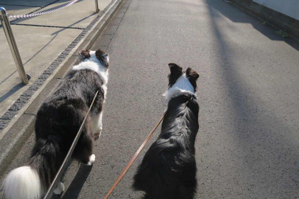 f:id:border-pichi:20190519161520j:plain