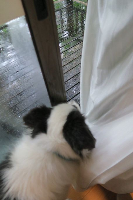 f:id:border-pichi:20190616130822j:plain f:id:border-pichi:20190616130822j:plain