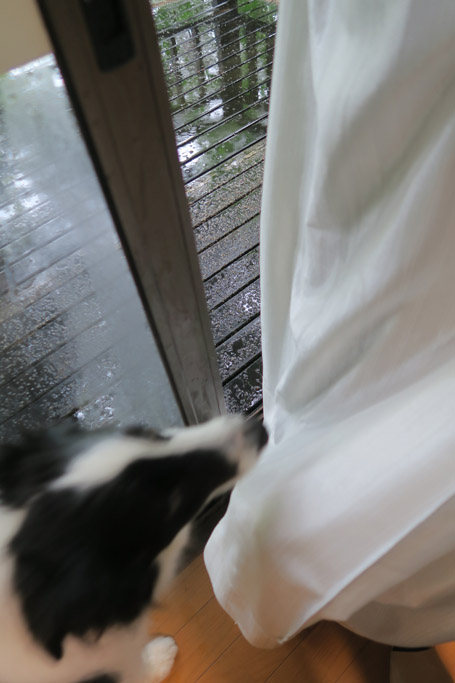 f:id:border-pichi:20190616130852j:plain f:id:border-pichi:20190616130852j:plain