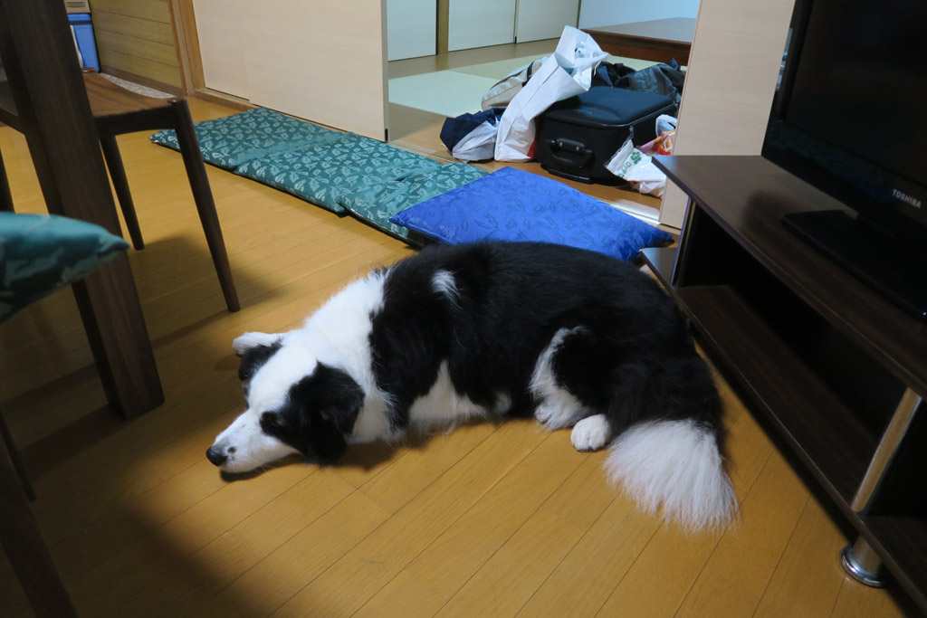 f:id:border-pichi:20190616130930j:plain f:id:border-pichi:20190616130930j:plain
