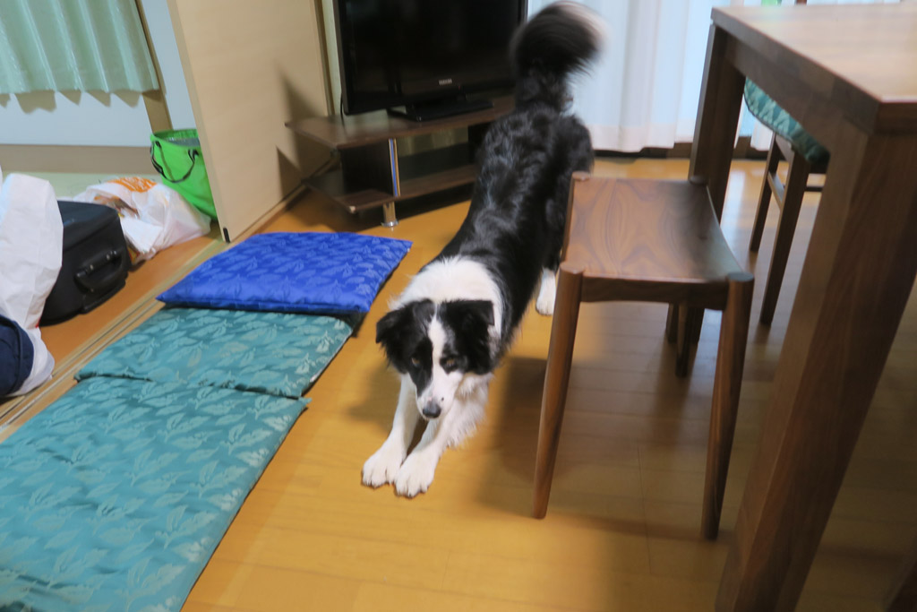 f:id:border-pichi:20190616131007j:plain f:id:border-pichi:20190616131007j:plain