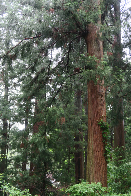 f:id:border-pichi:20190616131502j:plain f:id:border-pichi:20190616131502j:plain