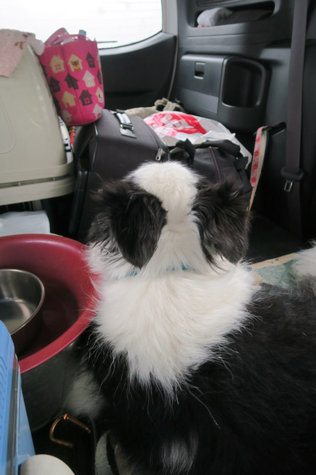 f:id:border-pichi:20190616132630j:plain f:id:border-pichi:20190616132630j:plain