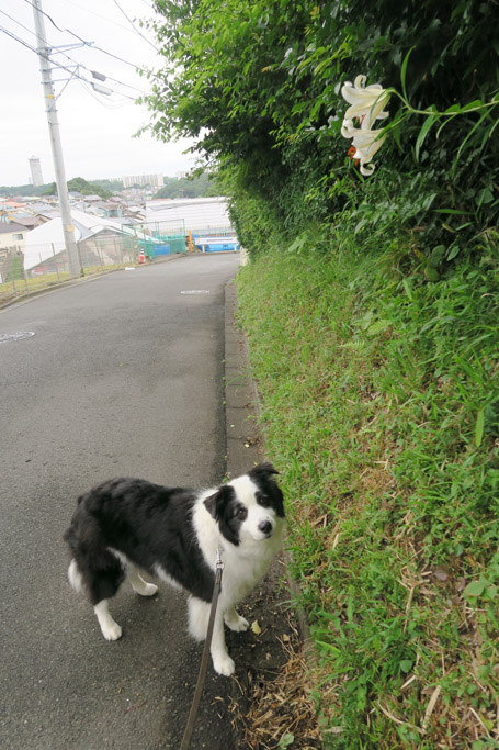 f:id:border-pichi:20190623121535j:plain
