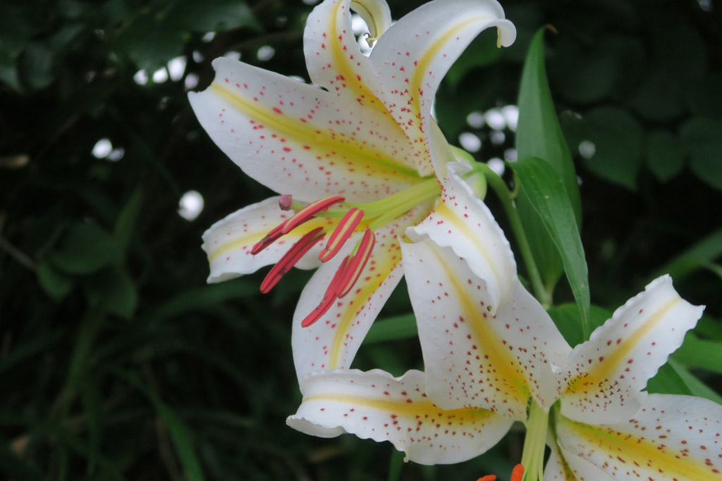 f:id:border-pichi:20190623121637j:plain
