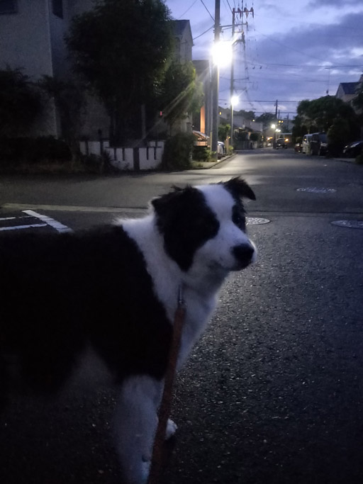 f:id:border-pichi:20190623123601j:plain