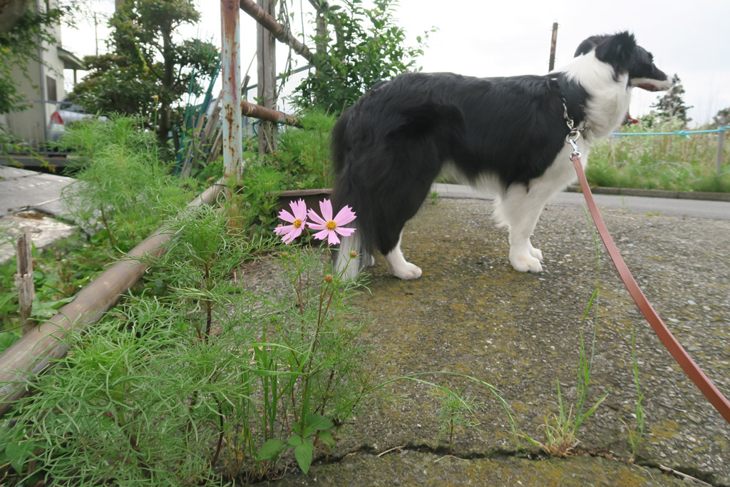 f:id:border-pichi:20190623124307j:plain