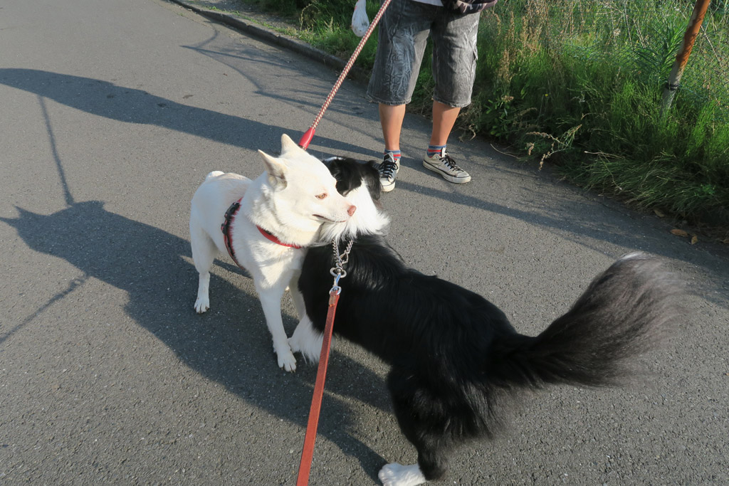 f:id:border-pichi:20190630082327j:plain