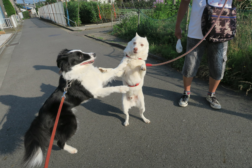 f:id:border-pichi:20190630082408j:plain