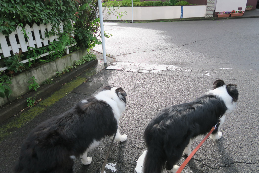 f:id:border-pichi:20190630083054j:plain