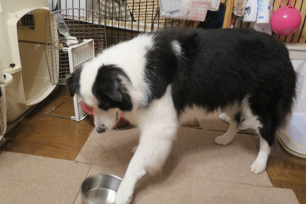 f:id:border-pichi:20190715231640j:plain
