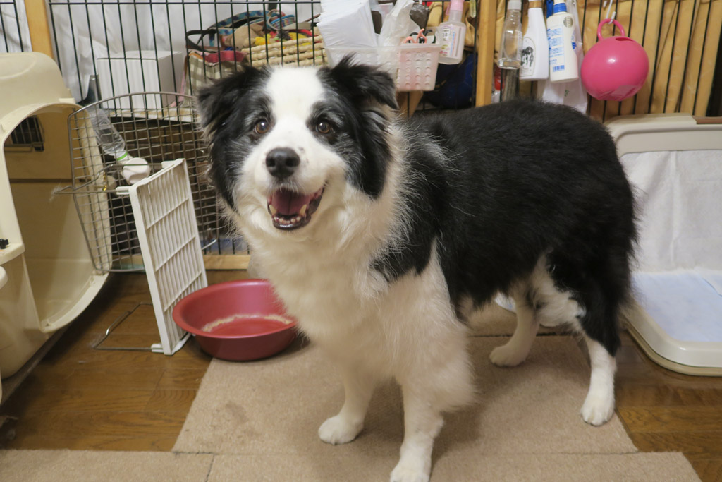 f:id:border-pichi:20190715231716j:plain