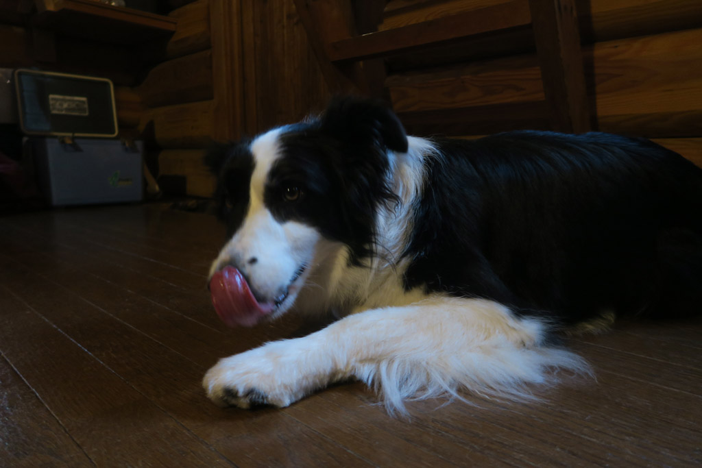 f:id:border-pichi:20190723202502j:plain
