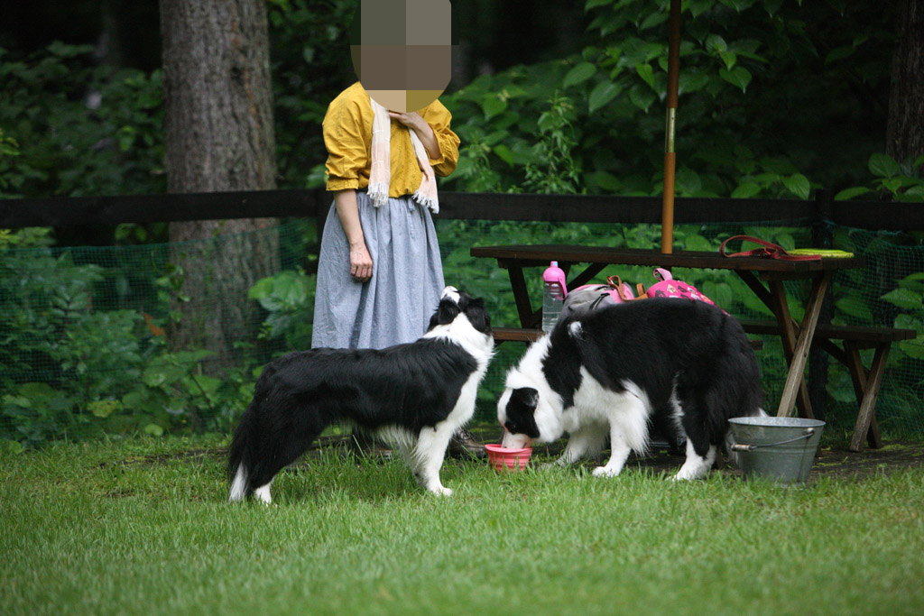 f:id:border-pichi:20190723203125j:plain