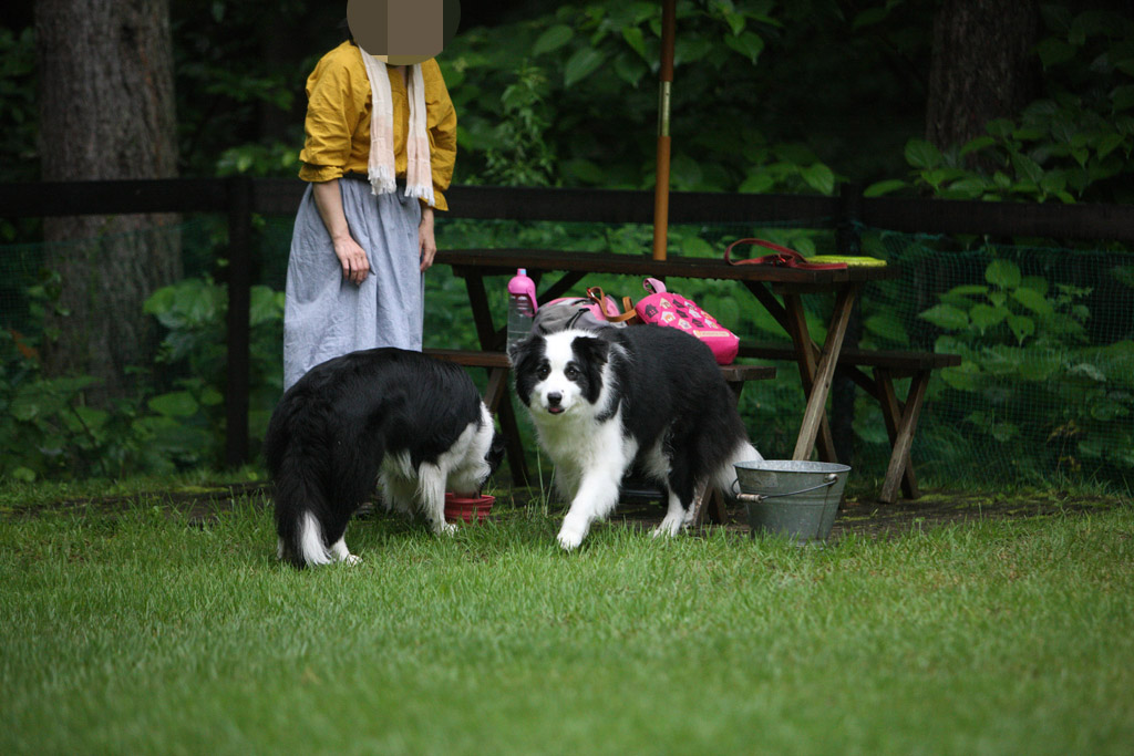 f:id:border-pichi:20190723203231j:plain