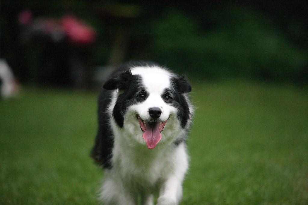 f:id:border-pichi:20190723203402j:plain