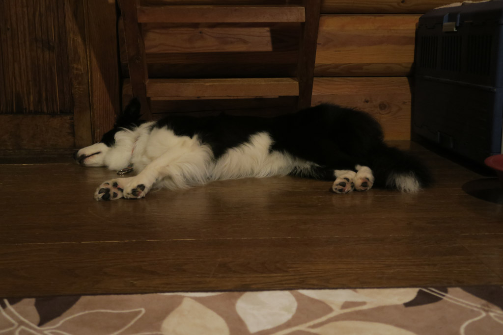 f:id:border-pichi:20190723235503j:plain