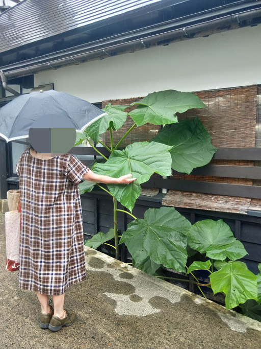 f:id:border-pichi:20190727200555j:plain