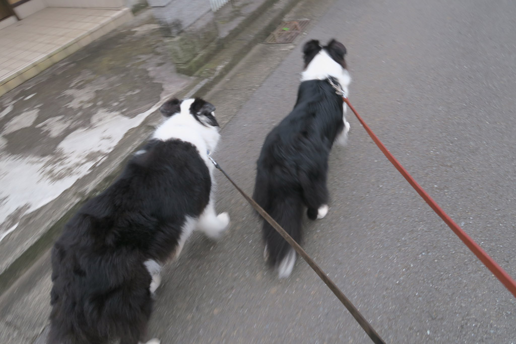 f:id:border-pichi:20190728022035j:plain