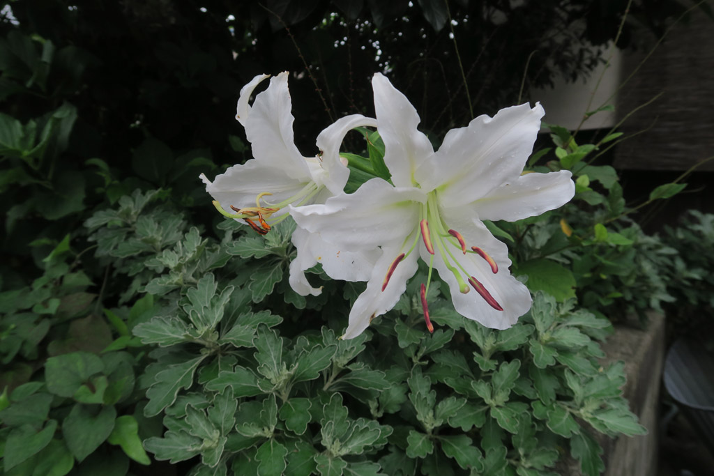 f:id:border-pichi:20190728022255j:plain