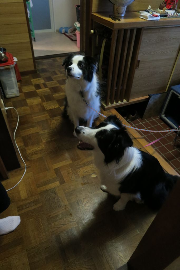f:id:border-pichi:20190815113122j:plain f:id:border-pichi:20190815113122j:plain
