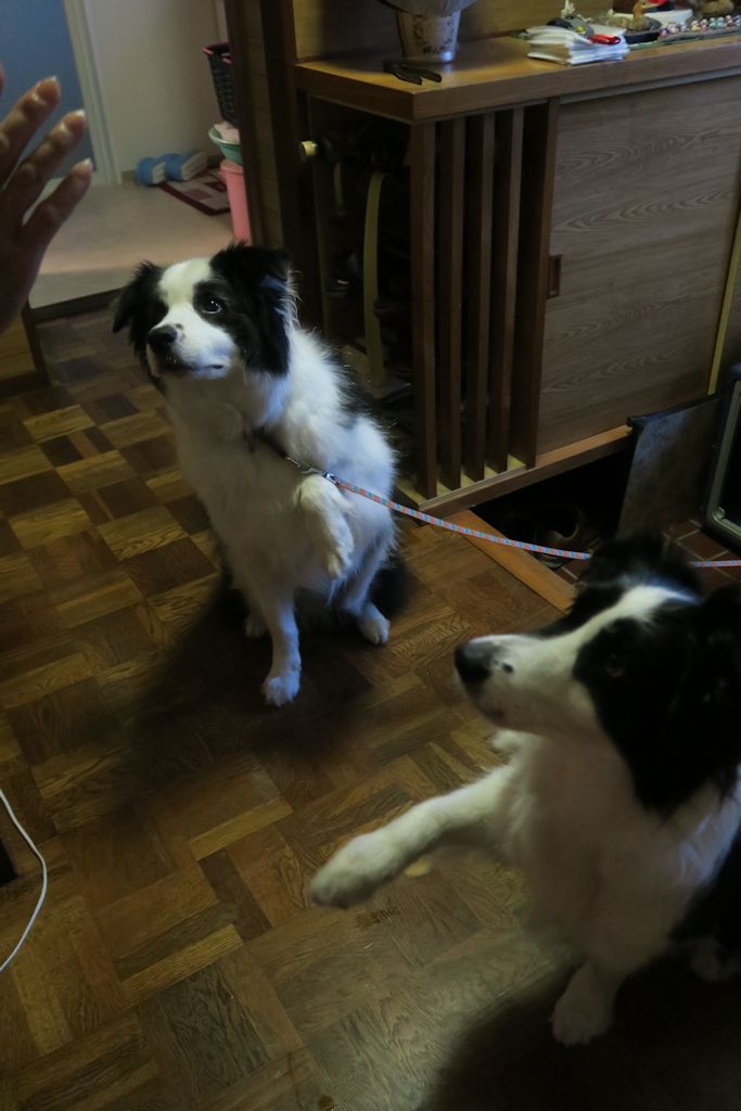f:id:border-pichi:20190815113228j:plain f:id:border-pichi:20190815113228j:plain