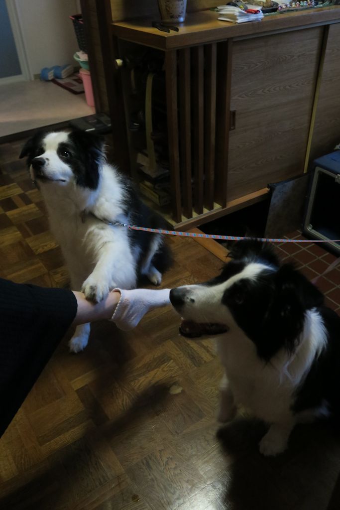 f:id:border-pichi:20190815113349j:plain f:id:border-pichi:20190815113349j:plain