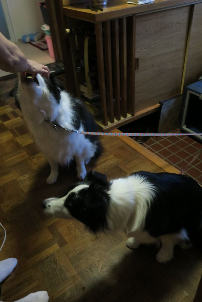 f:id:border-pichi:20190815113541j:plain f:id:border-pichi:20190815113541j:plain