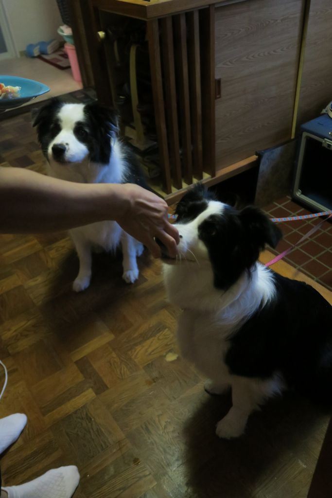 f:id:border-pichi:20190815113625j:plain f:id:border-pichi:20190815113625j:plain