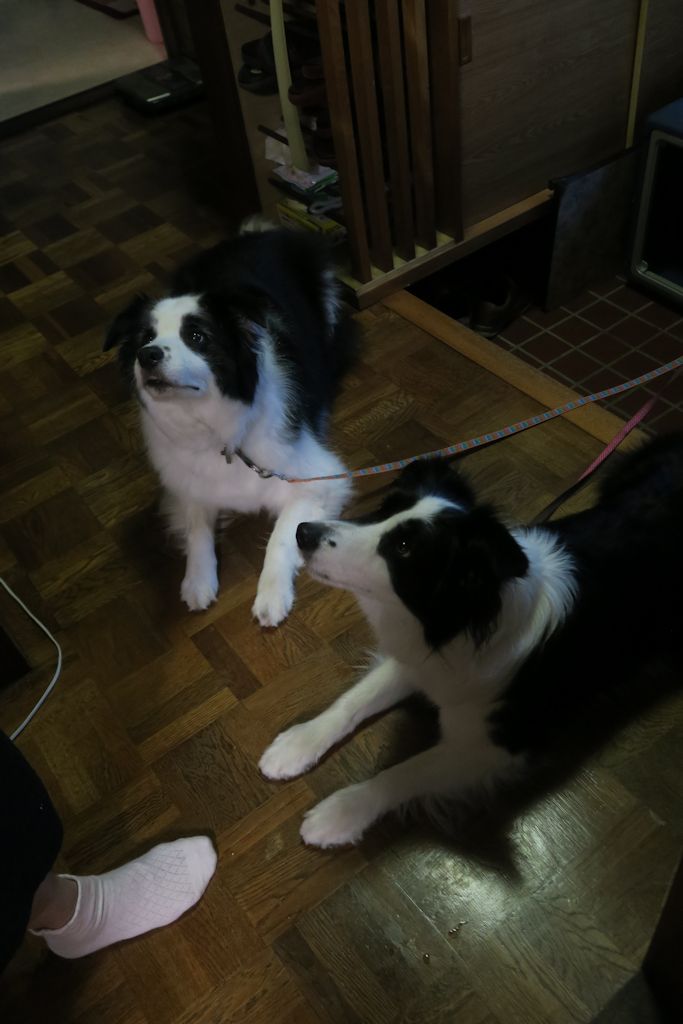 f:id:border-pichi:20190815113734j:plain f:id:border-pichi:20190815113734j:plain