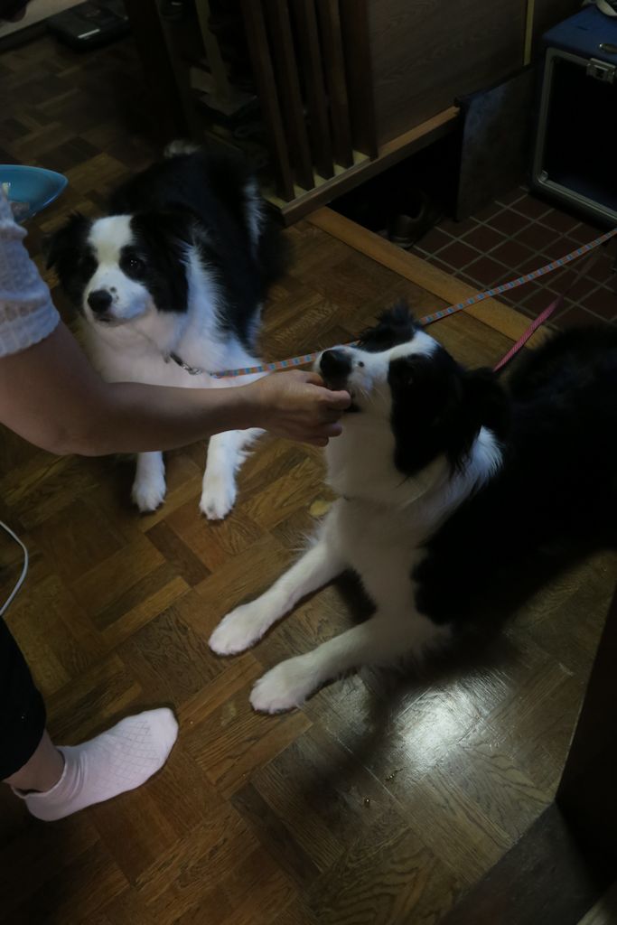 f:id:border-pichi:20190815113820j:plain f:id:border-pichi:20190815113820j:plain