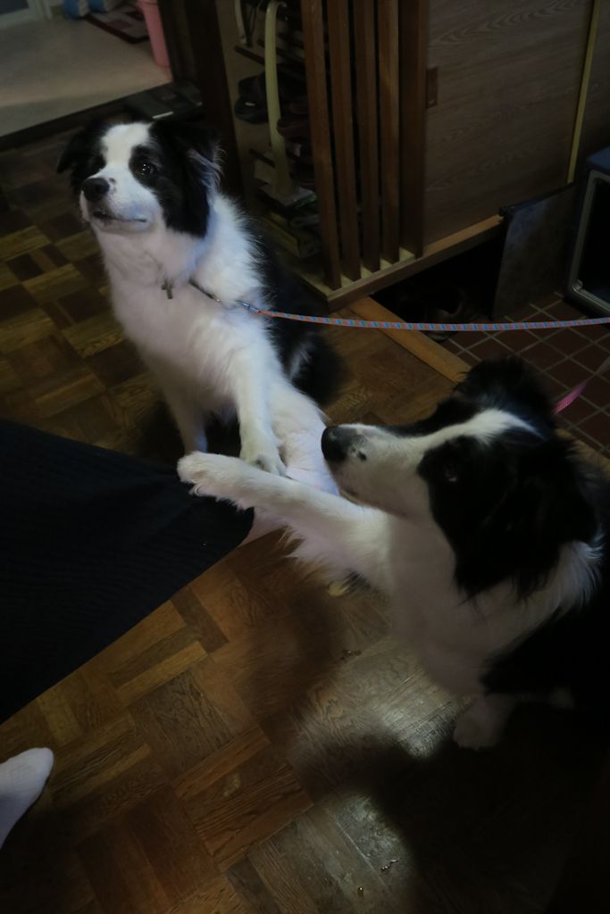 f:id:border-pichi:20190815113920j:plain f:id:border-pichi:20190815113920j:plain