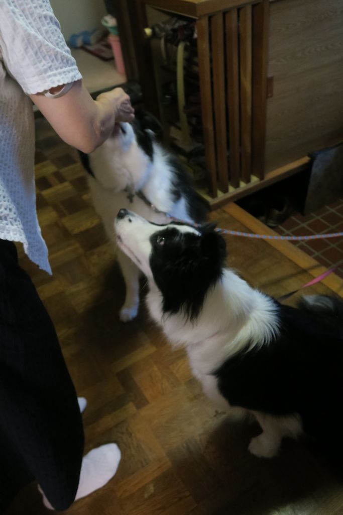 f:id:border-pichi:20190815114007j:plain f:id:border-pichi:20190815114007j:plain