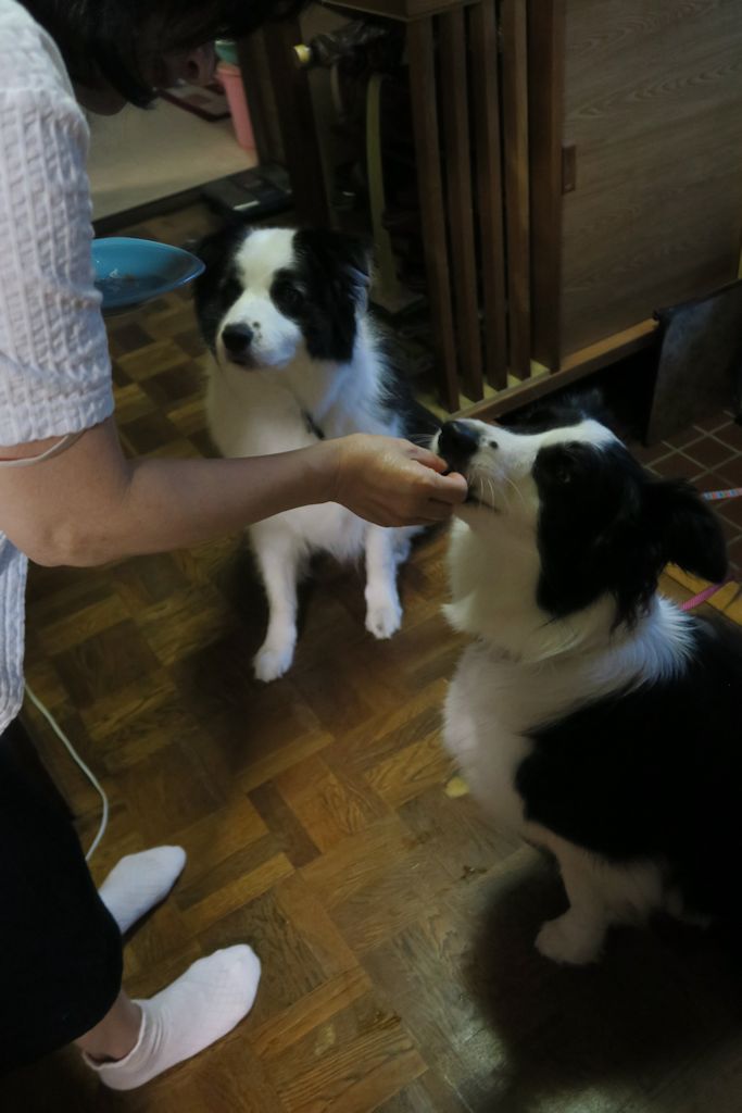 f:id:border-pichi:20190815114044j:plain f:id:border-pichi:20190815114044j:plain