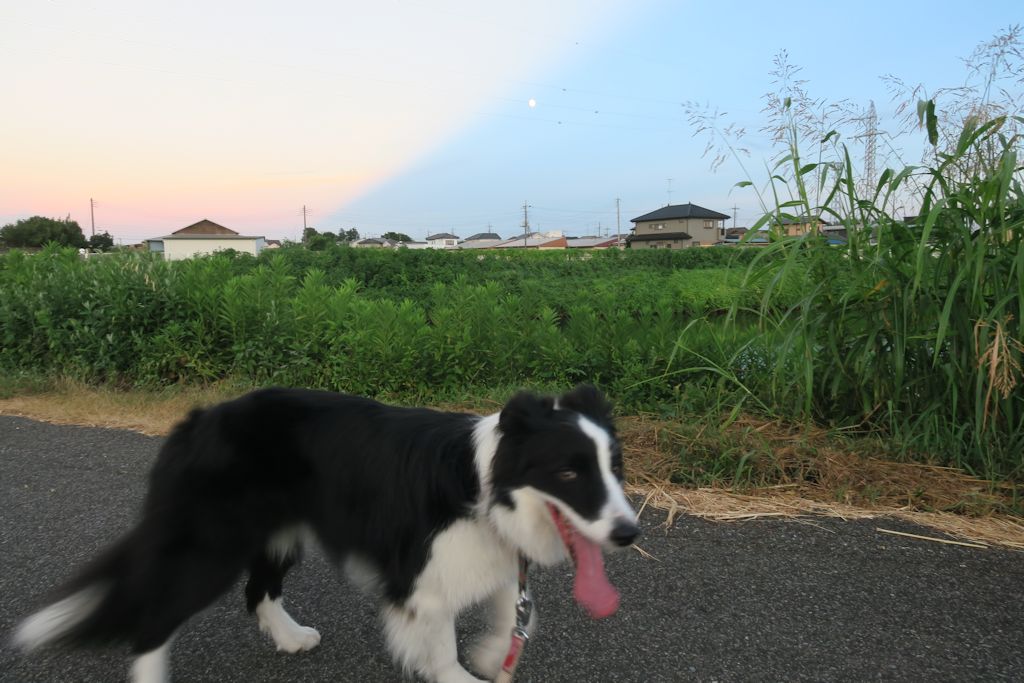 f:id:border-pichi:20190815132642j:plain