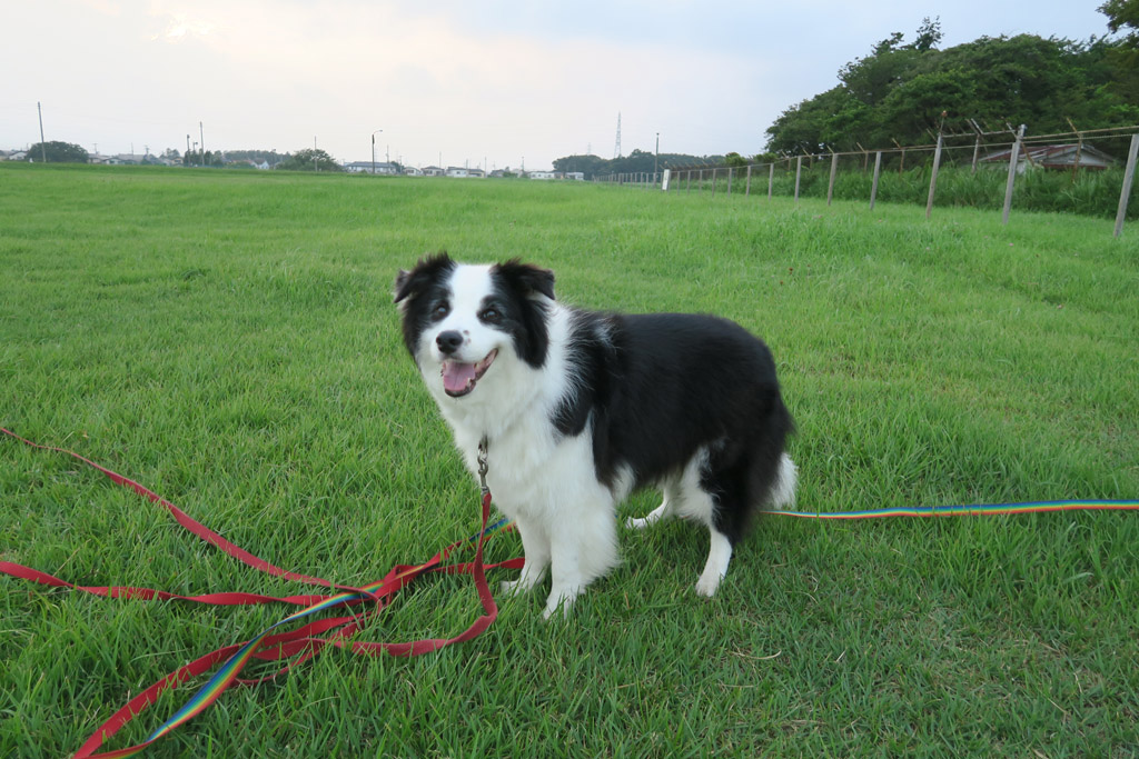 f:id:border-pichi:20190901001111j:plain f:id:border-pichi:20190901001111j:plain