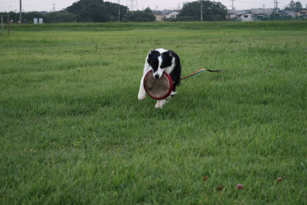 f:id:border-pichi:20190901001302j:plain f:id:border-pichi:20190901001302j:plain