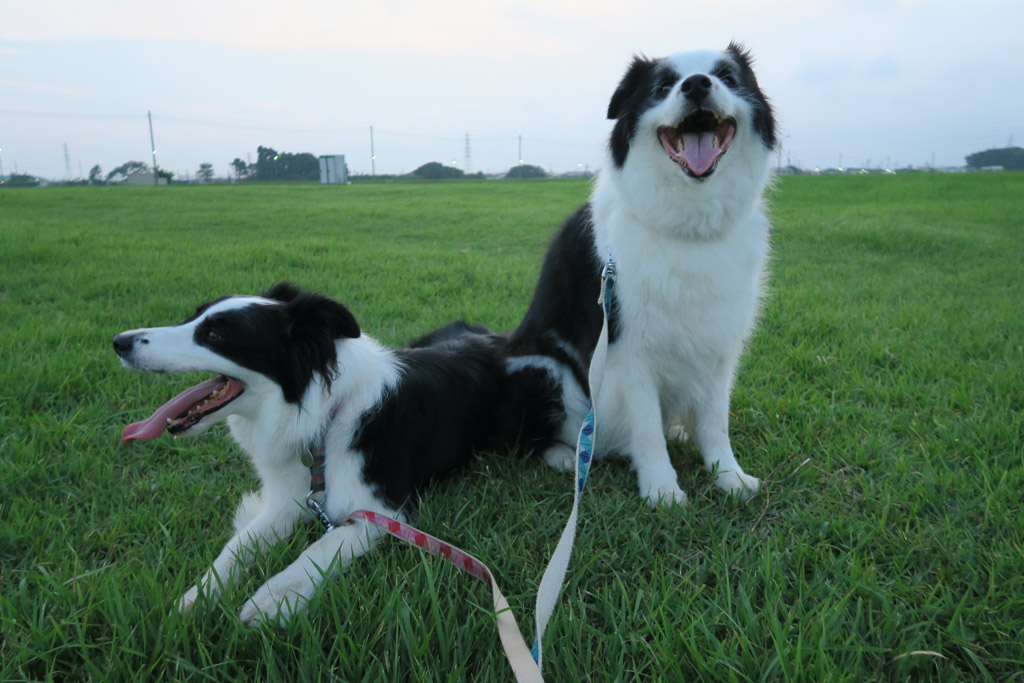 f:id:border-pichi:20190901001437j:plain f:id:border-pichi:20190901001437j:plain