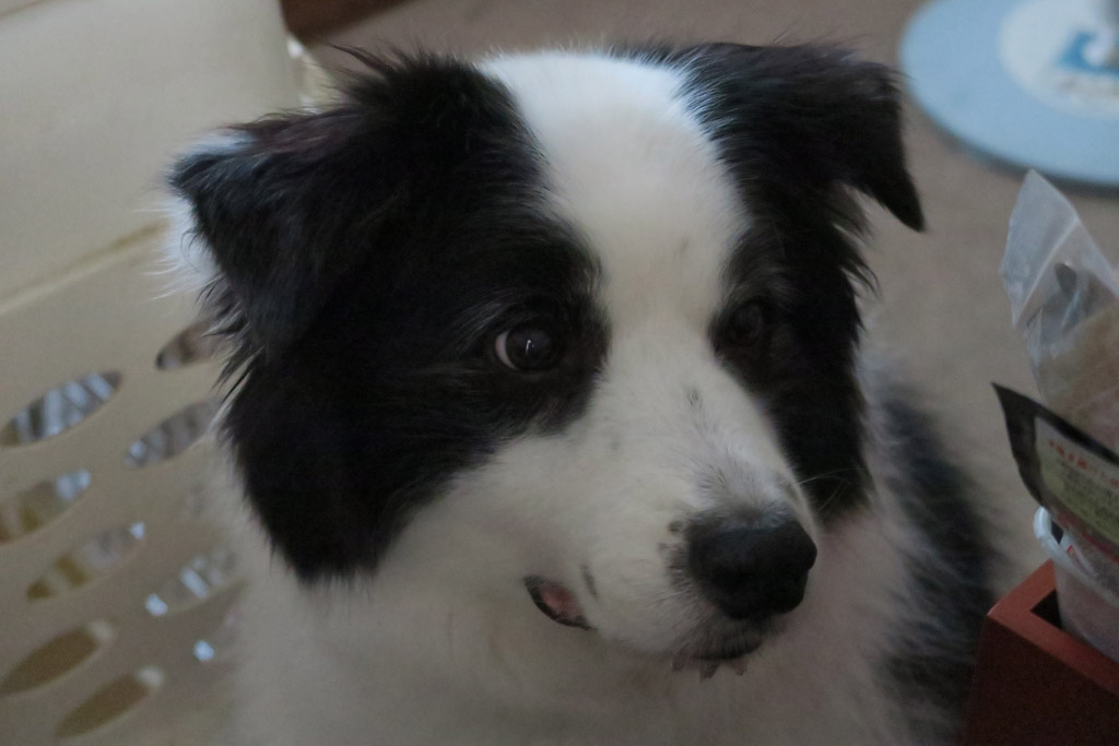 f:id:border-pichi:20190901001740j:plain